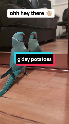 Talking Indian Ringneck Parrot Compilation