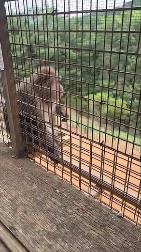 Feeding Macaques, Japan, One Life Adventures from Seán O. 🇯🇵