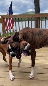 110K views · 10K reactions | Go time | Wrigley, Bauer, Kobe, and Sophie Boxer | Facebook