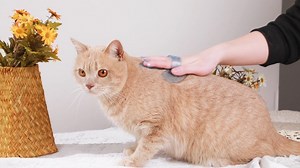 Watch 5 Pieces Cat Bathing Bag Set Cat Grooming Bag on Amazon Live