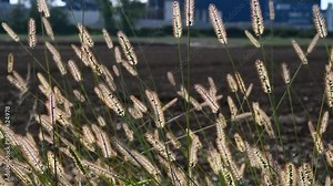 yellow foxtail, yellow bristle-grass, pigeon grass or cattail grass (Setaria pumila) against the light, moving in the wind Stock Video