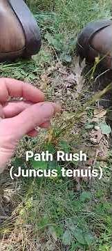 Path Rush (Juncus tenuis) #nature #nativeflora #nativeplants