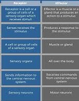 What is Difference between Receptor and Effector?- OxScience