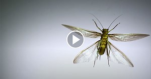 Using Super Slow Motion to See How Different Insects Achieve Flight
