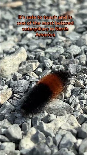 Woolly Bear Caterpillar 🐛 Amazing Facts About Nature’s Furry Forecaster