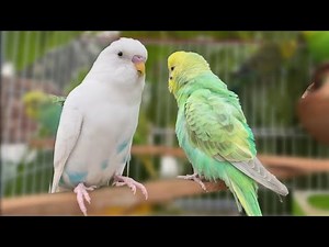 8 Hours of Budgie Bliss: Relaxing Sounds of Singing, Playing, and Talking Parakeets