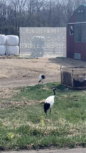 その辺にいる準絶滅危惧・タンチョウ #北海道 #北海道旅行 #北海道観光 #道東 #タンチョウ #北ココ