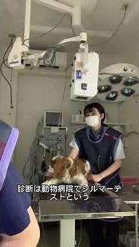 犬猫のドライアイ（KCS）― 症状と治療