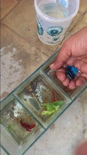 💧 Quick Betta Fish Tank Cleaning tips