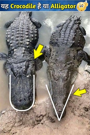 कैसे पता करे ये Alligator है या Crocodile? | difference between #crocodile and #alligator |