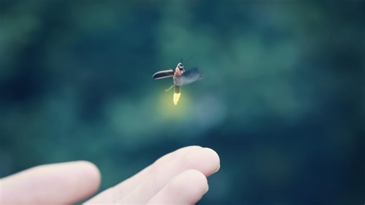 Experts warn fireflies are disappearing