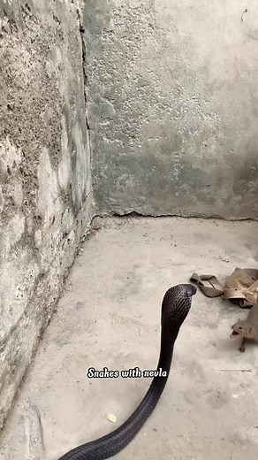 King cobra 🐍 with nevla eating video i #emotionalhealing #snack #nevlafightkingcobra #kingcobra #snacktime #animallover #shortsvideos #fbviralreels #fbreels23 #snackvideo #snacks #cat #catlover | snakes with nevla