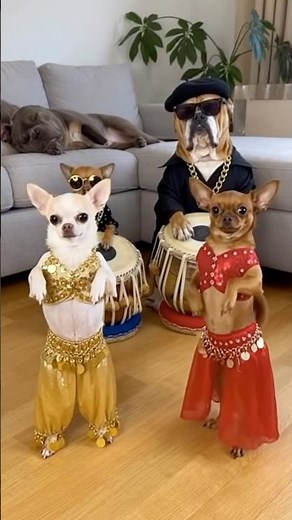 When two Chihuahuas drop the hottest moves 😂