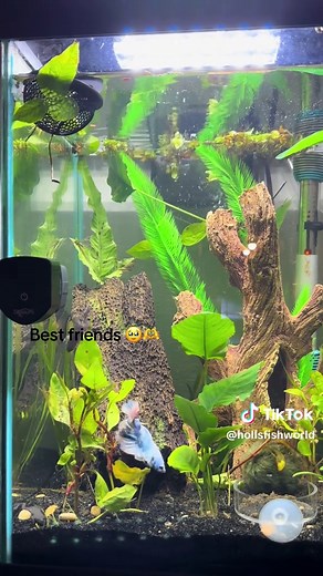 Puppy Yoda and Betta Friendship Explained