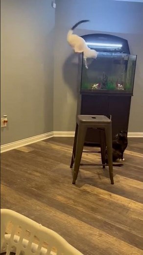 Cats Meet Water - The Funniest Reactions Ever 😹💧