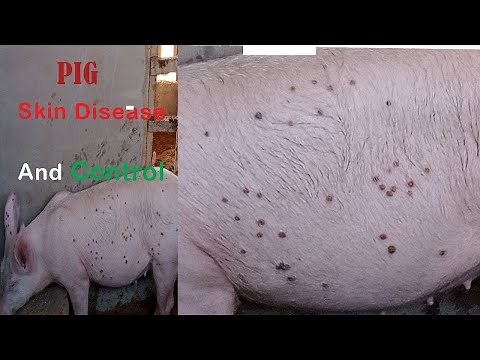 HOW TO CONTROL SKIN DISEASE IN PIGS