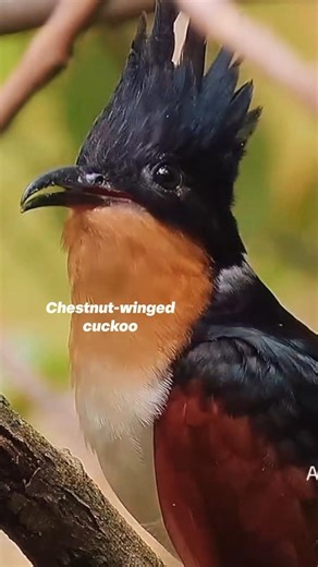 Beautiful Bird Chirping Nature Sounds✨️🐦 | Nature's Purest Songbirds❤️ #birds #naturesounds