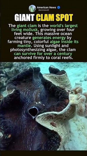 SECRET POWER OF GIANT CLAMS