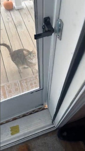 Neighbor caught peaking through window