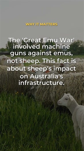 Did Sheep Hold Australia Hostage? | Daily Facts