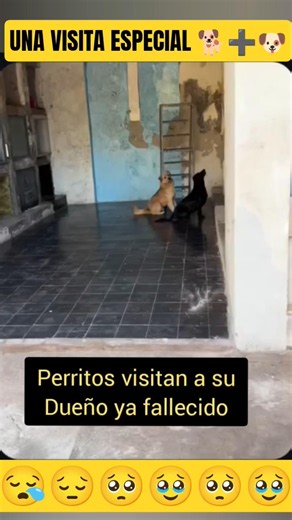 UNA VISITA ESPECIAL 🐕🐶🥹🥺 los chuchos firulais y solovino