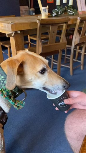 He’s a simple soul 🥹 get him some peace from busy shops and a pup cup and he will love you forever 🥰 Fanks @thefossilthief 🫶🐾 | Long Dog Prints