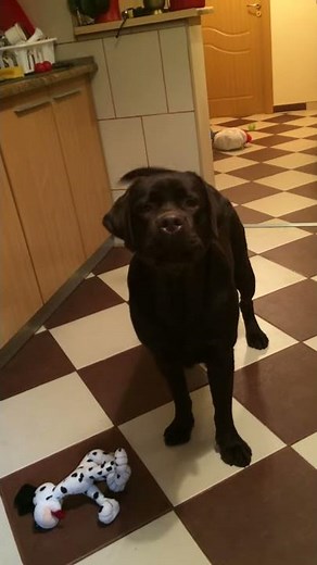 Taz barking - chocolate labrador retriever