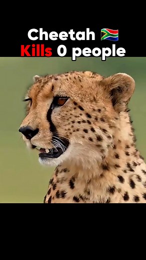 2.9M views · 10K reactions | This Tiger Hunt Will Leave You SPEECHLESS | #animals #scarface #wildlife #reels | Facts Short | Facebook