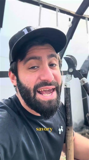 Your perennial herbs are waking up