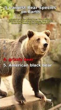 5 Largest Bear Species on Earth