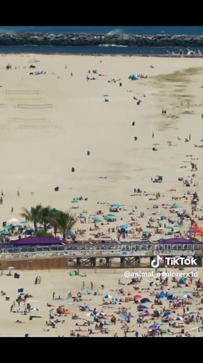 Bull Sharks: Unveiling the True Story Behind Jaws