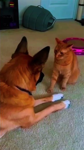 Animal Tries To Catch Its Own Shadow 😂🌑 || #funny #animals #comedy