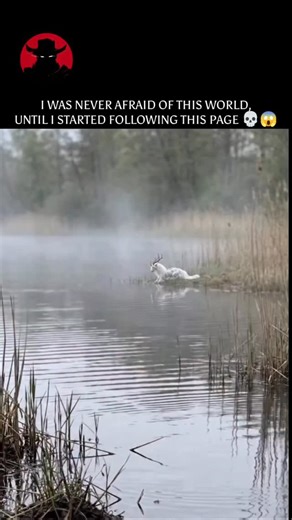 Extremely Wild on Instagram: "The Ethereal Myth: The "Snow Kirin" The creature depicted here, often referred to in digital spaces as the Snow Kirin or Frost Dragon-Deer, is a breathtaking example of modern AI-generated artistry and CGI. While it bears a striking resemblance to a real-world Leucistic Fallow Deer, its features are heightened by mythical attributes: sweeping, feathered wings, an elongated, draconic tail, and a thick, flowing mane that seems to defy the laws of natural evolution. In