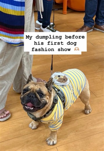 Yesterdays Malasakit Fur All Dog Fashion Show Highlights