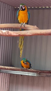 22K views · 1.5K reactions | The parent raised boys have found the cargo net fun.. and the pot plants, the bamboo is neatly trimmed down to 1/3 it’s size  They are still stand-offish but haven’t seen much of me this week. Both looking awesome!.. parents did a good job  | Macaws And More | Facebook