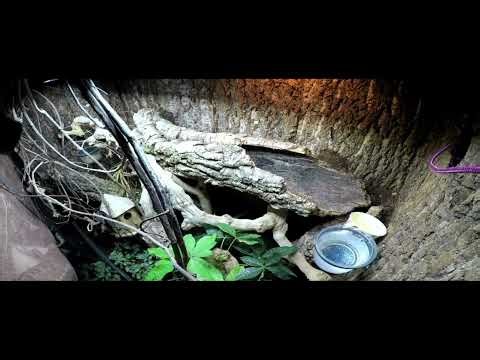 Ball Python Hatch Cam