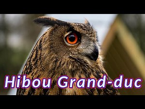 Les sons du hibou grand duc 🦉 sons émis par le hibou grand-duc