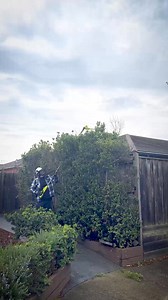 The RYOBI Pole Hedge Trimmer makes tall trimming safe, easy and precise – leaving your garden looking spot-on from every angle. | RYOBI Australia | Facebook