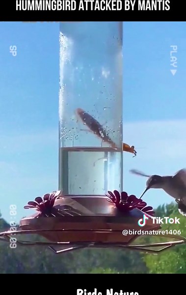Horror hummingbird is attacked by mantis while sucking nectar #birdsoftiktok #bird #birdlife #birdsnature #birdwatching #hummingbird #mantis #attack