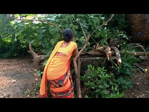 Planting a sapling in a dry tree | plant vegetable vlog | village life style vlog