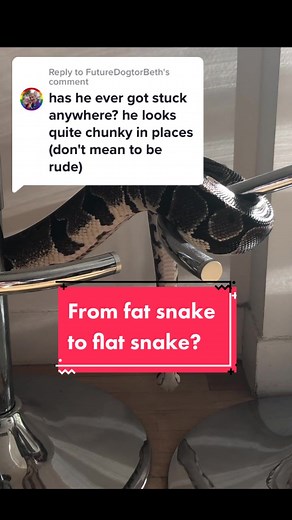 Can Snakes Flatten Themselves? Exploring the Flexibility of Snakes