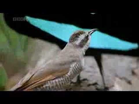 Weird Bird of Paradise