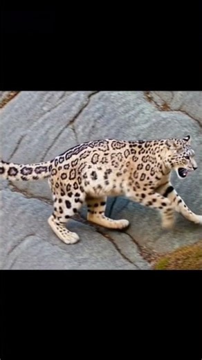 animal's falling off cliff #animals #funny #foryou #viral #trending