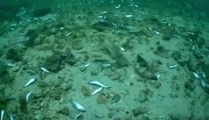 28K views · 601 reactions | DYNAMITE FISHING IN LAPU-LAPU CITY? "Blasted" fish believed to be caught through dynamite fishing found in the seabed off Punta West, along the Magellan Bay in Lapu-Lapu City on May 28, 2023. Jeffrey Lim | SunStar Cebu | Facebook