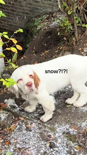 Puppies Experience Their First Snow Day in London
