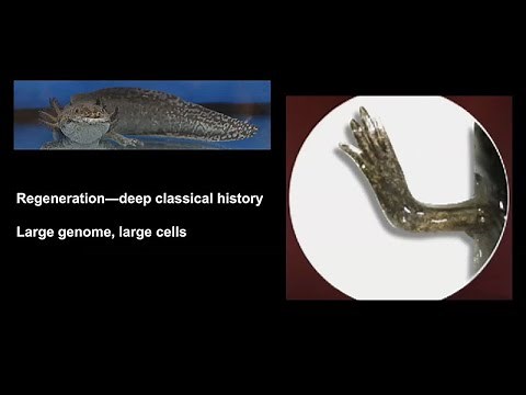 Defining Regeneration and Non-Regeneration at a Cellular and Molecular Level