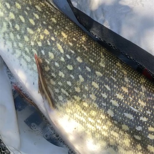 11K views · 17 reactions | Fishmania on Reels | Facebook