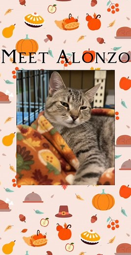 🦃🍁 Meet Alonzo — Your Thanksgiving Turkey Chaser (and Forever Friend)! 🍁🦃 Life’s a game for Alonzo, our handsome striped tabby who’s always ready for a round of chase, pounce, or cuddle time! This playful guy brings endless fun and laughter to every day. He’s basically the pumpkin spice of cats: full of energy, warmth, and personality. 😸 Alonzo would love a home where playtime is encouraged and adventure is part of the daily menu. He can be a little too much for quieter cats (he’s got that 