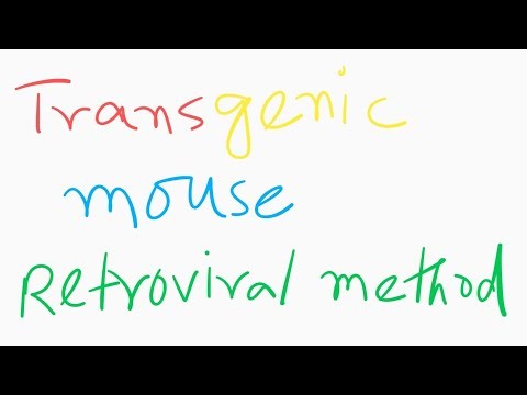 Tansgenic mouse by retroviral vector method part 1 (basics)