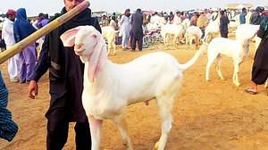 2.3K views · 307 reactions | Mashallah vip rajan puri pink goats amazing new video cargo on pakistan Shahzaib Goat Farm | Shazaib goat farm | Facebook